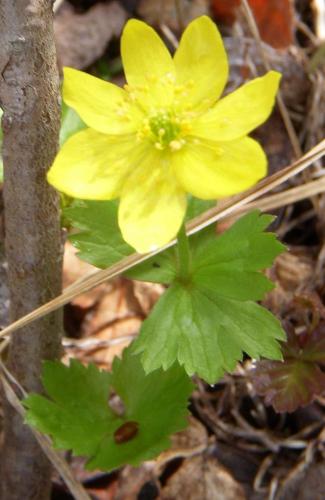 Photo of Anemone richardsonii (Yellow Thimbleweed, Yellow Anemone)