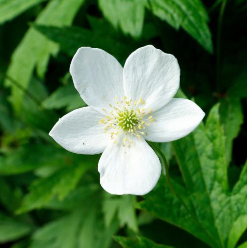 Photo of Anemone canadensis (Canada Anemone)