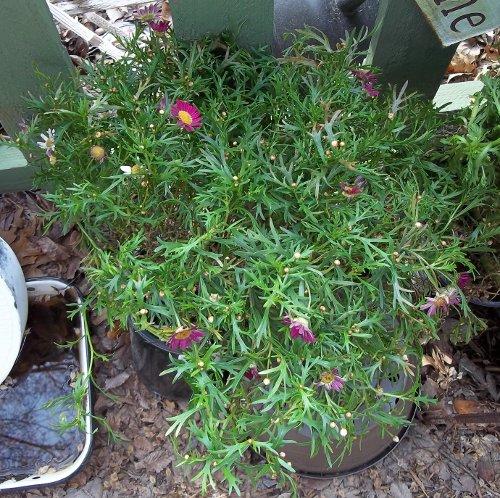 Photo of Argyranthemum frutescens (Marguerite Daisy, Cobbitty Daisy)
