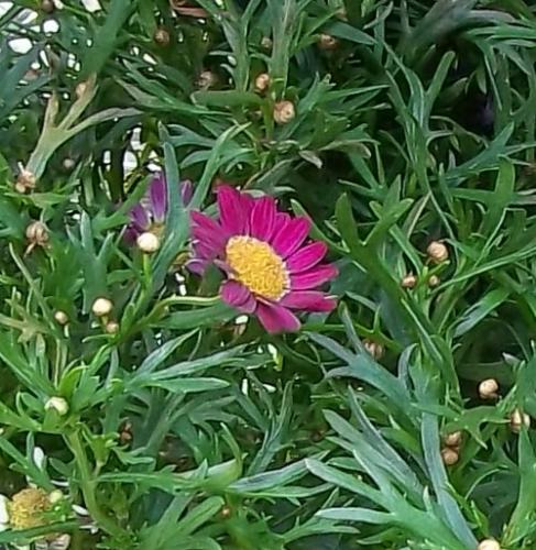 Photo of Argyranthemum frutescens (Marguerite Daisy, Cobbitty Daisy)