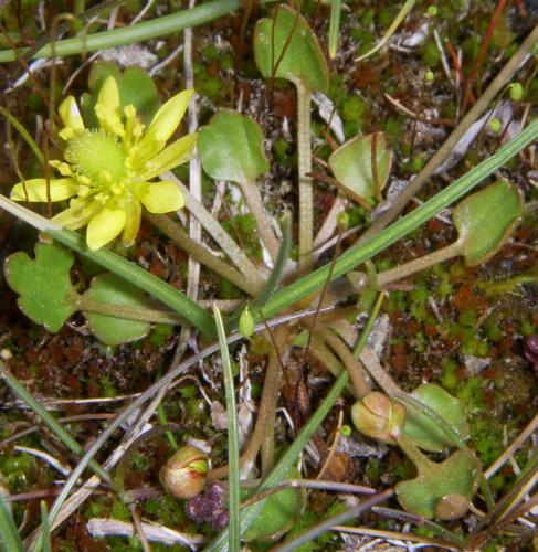 Photo of Ranunculus lapponicus (Lapland Buttercup)