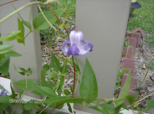 Photo of Clematis crispa (Swamp Leather Flower, Curly Clematis)