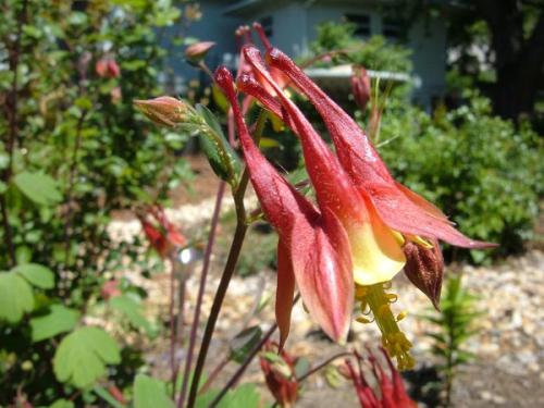 Photo of Aquilegia canadensis (Wild Columbine, Red Columbine)