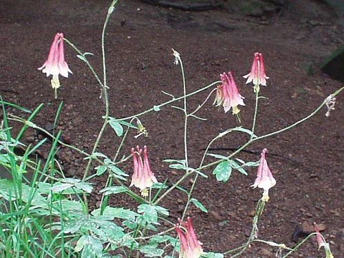 Photo of Aquilegia canadensis (Wild Columbine, Red Columbine)