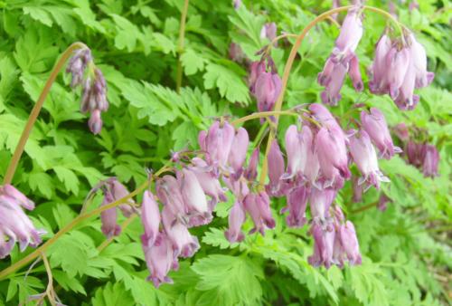 Photo of Dicentra formosa (Pacific Bleeding Heart)
