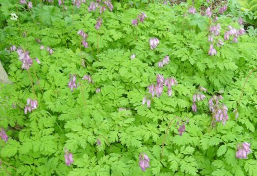 Photo of Dicentra formosa (Pacific Bleeding Heart)