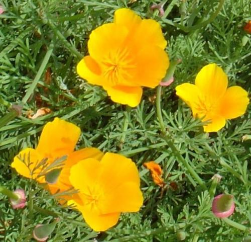 Photo of Eschscholzia californica (California Poppy)