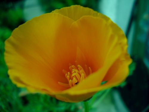 Photo of Eschscholzia californica (California Poppy)