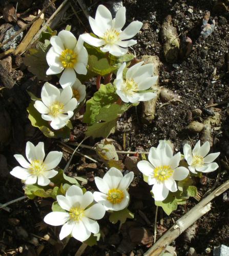 Photo of Sanguinaria canadensis (Bloodroot)