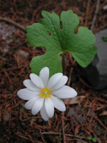 Photo of Sanguinaria canadensis (Bloodroot)