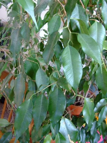 Photo of Ficus benjamina (Weeping Fig, Benjamin's Fig)