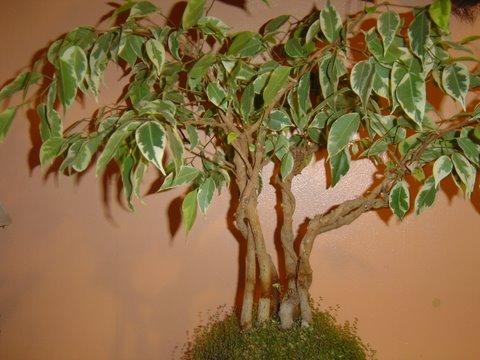 Photo of Ficus benjamina (Weeping Fig, Benjamin's Fig)