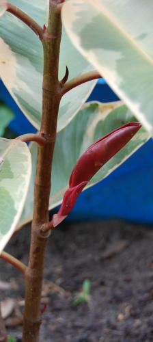 Photo of Ficus elastica (Rubber Plant, Rubber Tree)