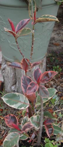 Photo of Ficus elastica (Rubber Plant, Rubber Tree)