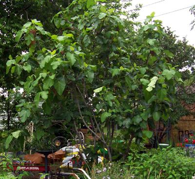 Photo of Ficus carica (Common Fig)