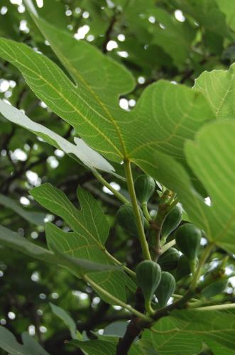 Photo of Ficus carica (Common Fig)