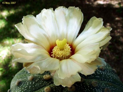 Photo of Astrophytum asterias (Star Cactus, Sea Urchin Cactus)