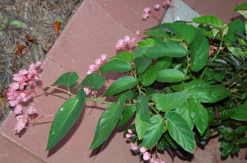 Photo of Begonia coccinea (Angel Wing Begonia)