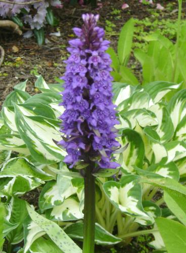 Photo of Dactylorhiza maculata (Heath Spotted Orchid)