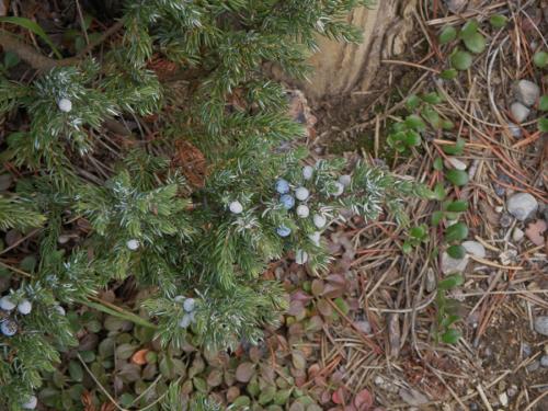 Photo of Juniperus communis (Common Juniper)