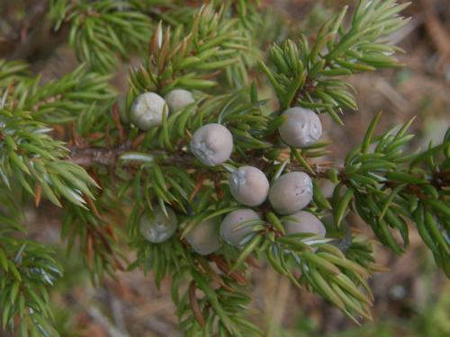 Photo of Juniperus communis (Common Juniper)