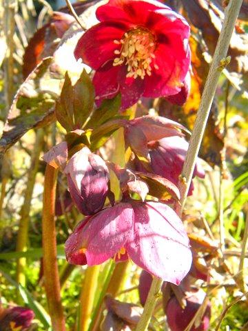 Photo of Helleborus niger (Black Hellebore, Christmas Rose)