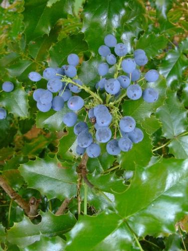 Photo of Mahonia aquifolium (Oregon-grape)