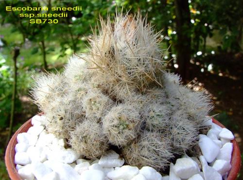 Photo of Escobaria sneedii (Sneed's Pincushion Cactus)