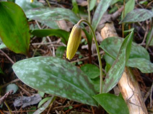 Photo of Erythronium americanum (Trout Lily)