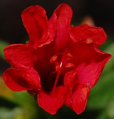 Photo of Mirabilis jalapa (Marvel of Peru, Four O'Clock Flower)