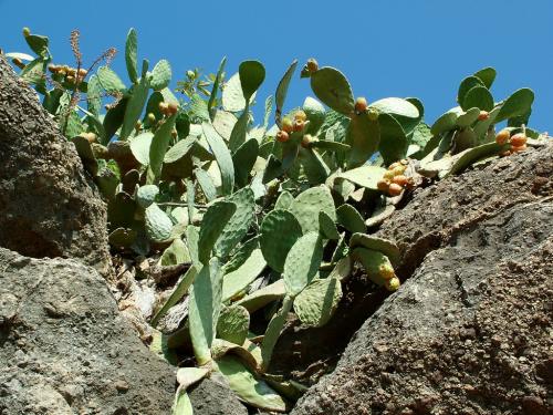 Photo of Opuntia ficus-indica (Indian Fig, Mountain Prickly Pear Cactus)
