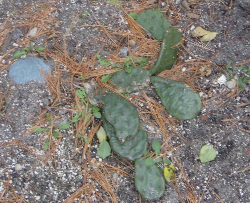 Photo of Opuntia humifusa (Eastern Prickly Pear, Indian Fig)