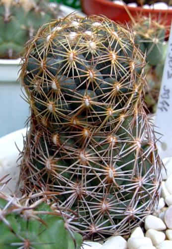 Photo of Coryphantha cornifera (Rhinoceros Cactus)
