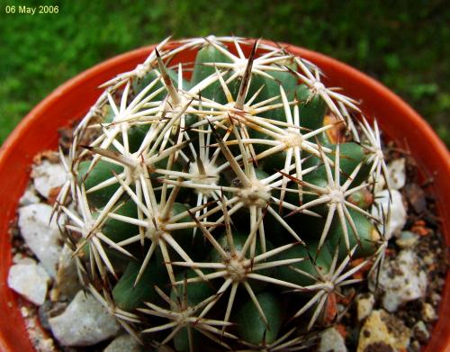 Photo of Coryphantha sulcata (Pineapple Cactus, Finger Cactus)