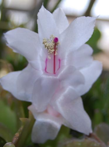 Photo of Schlumbergera truncata (Thanksgiving Cactus, Crab Cactus)