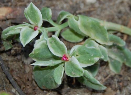Photo of Aptenia cordifolia (Heartleaf Iceplant, Baby Sunrose)