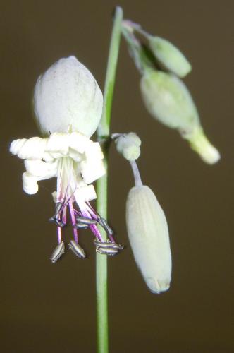 Photo of Silene vulgaris (Bladder Campion)