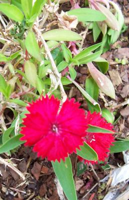 Photo of Dianthus barbatus (Sweet William)
