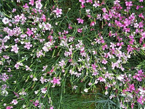 Photo of Dianthus deltoides (Maiden Pink)