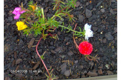 Photo of Portulaca grandiflora (Moss-Rose Purslane, Rose Moss)