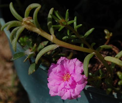 Photo of Portulaca grandiflora (Moss-Rose Purslane, Rose Moss)