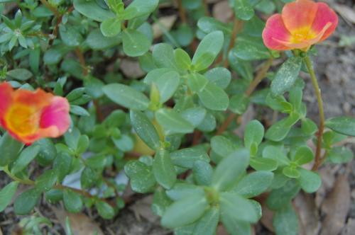 Photo of Portulaca umbraticola (Wingpod Purslane, Purslane, Sun Rose)