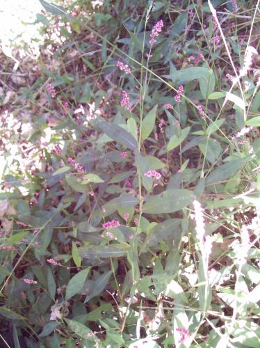 Photo of Polygonum hydropiperoides (Mild Water Pepper)