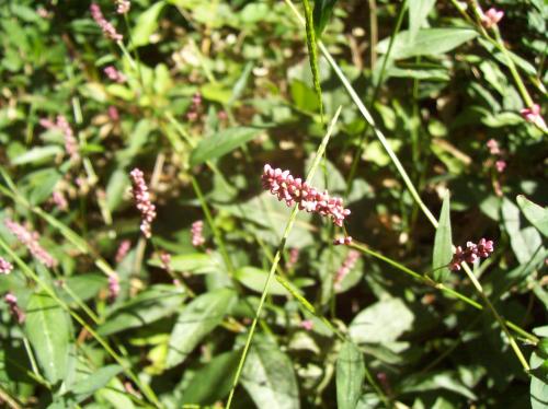 Photo of Polygonum hydropiperoides (Mild Water Pepper)