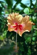 Photo of Hibiscus rosa-sinensis (Chinese Hibiscus)