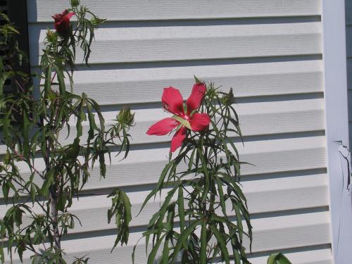 Photo of Hibiscus coccineus (Scarlet Rose Mallow, Scarlet Hibiscus)