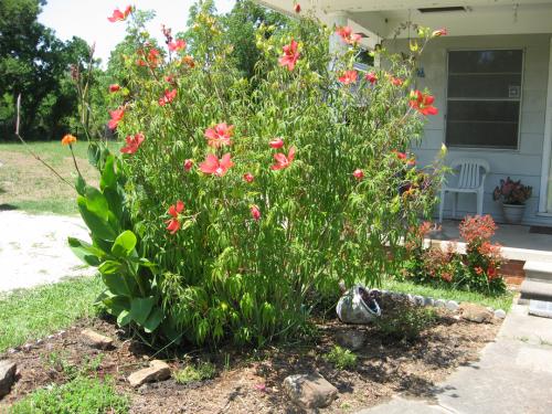 Photo of Hibiscus coccineus (Scarlet Rose Mallow, Scarlet Hibiscus)