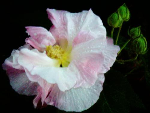 Photo of Hibiscus mutabilis (Confederate Rose)