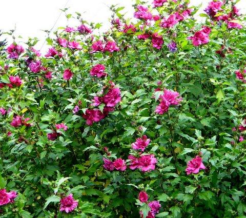 Photo of Hibiscus syriacus (Rose of Sharon, Rose of Althea)