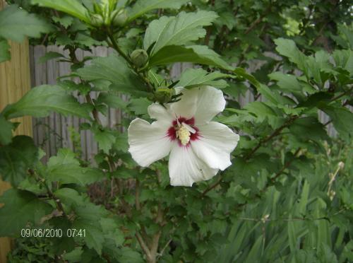 Photo of Hibiscus syriacus (Rose of Sharon, Rose of Althea)